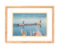 Framed New England Canada Goose Photo Print