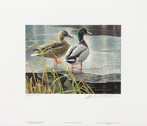 Canada Duck Print