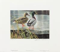 Canada Duck Print