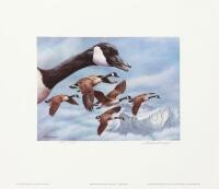 Montana Waterfowl Stamp Print