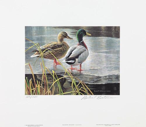 Canada Duck Print