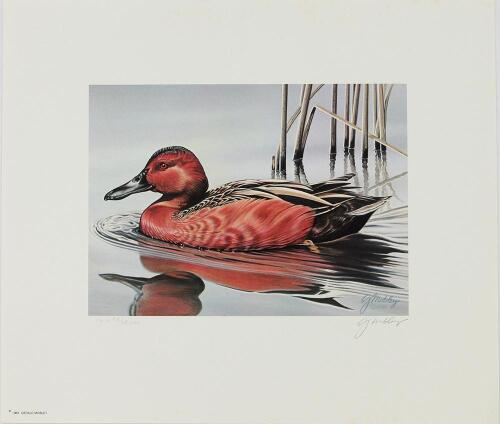 Federal Duck Stamp Print