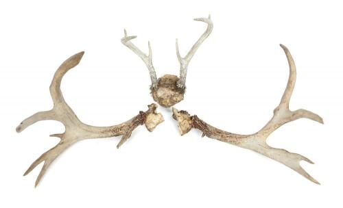 Lot of Whitetail Deer Antlers