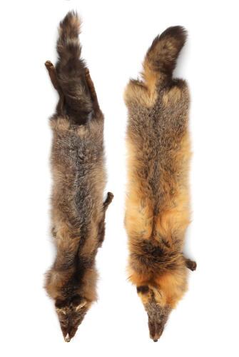 Lot of Red Fox Pelts