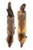 Lot of Red Fox Pelts