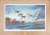 Framed D.U. Wildlife Print by David Maass